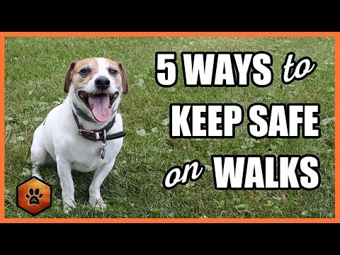 5 Ways to Keep Safe on Walks With Situational Awareness – Walking a Dog ...